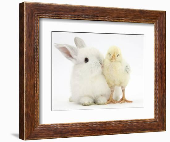 White Rabbit and Yellow Bantam Chick-Mark Taylor-Framed Photographic Print