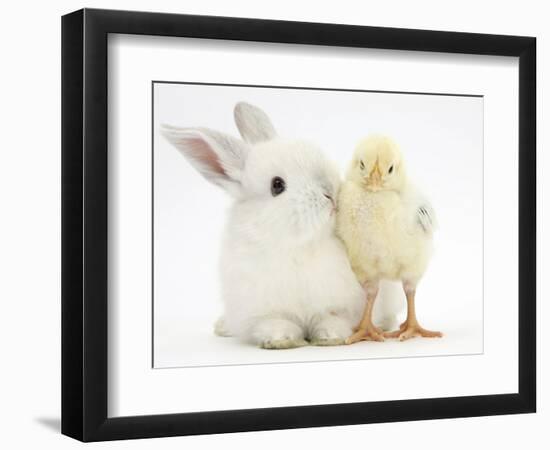 White Rabbit and Yellow Bantam Chick-Mark Taylor-Framed Photographic Print