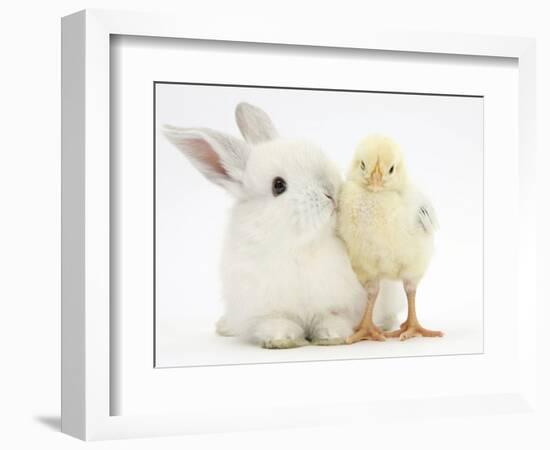 White Rabbit and Yellow Bantam Chick-Mark Taylor-Framed Photographic Print