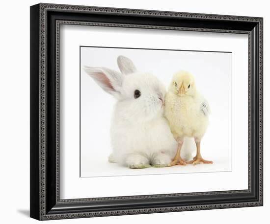 White Rabbit and Yellow Bantam Chick-Mark Taylor-Framed Photographic Print