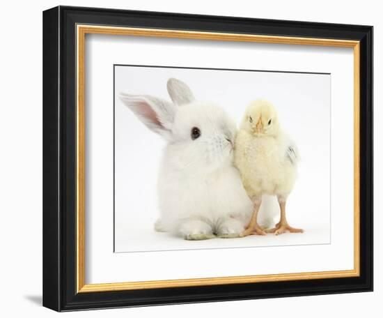 White Rabbit and Yellow Bantam Chick-Mark Taylor-Framed Photographic Print