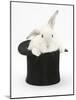 White Rabbit in a Black Top Hat-Mark Taylor-Mounted Photographic Print