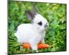 White Rabbit With a Carrot-null-Mounted Art Print