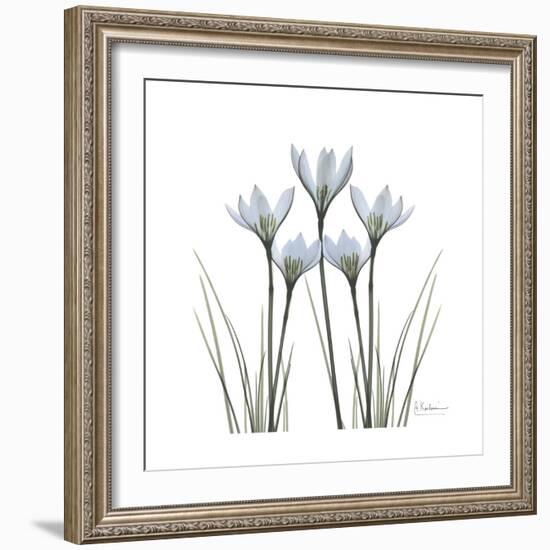 White Rain Lily 1-Albert Koetsier-Framed Premium Giclee Print