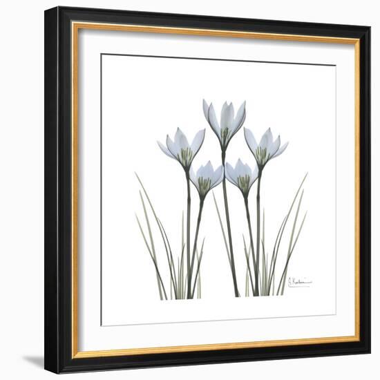 White Rain Lily 1-Albert Koetsier-Framed Premium Giclee Print