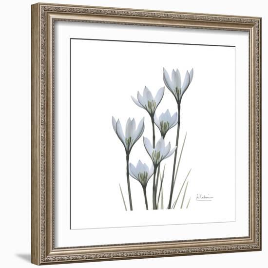 White Rain Lily 3-Albert Koetsier-Framed Premium Giclee Print