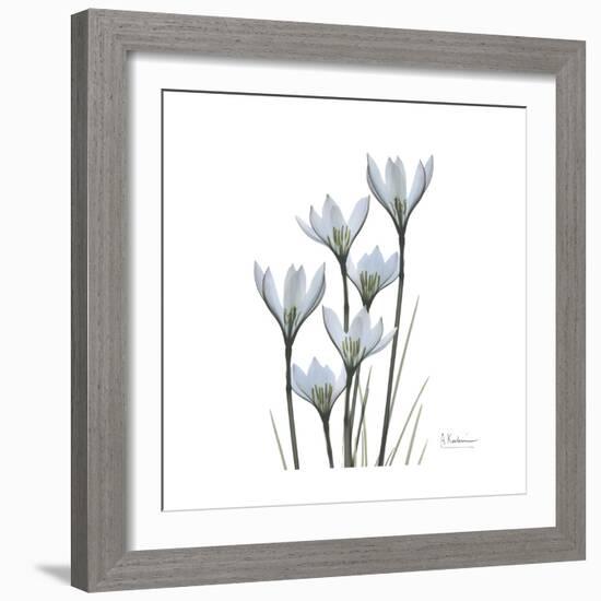 White Rain Lily 3-Albert Koetsier-Framed Premium Giclee Print