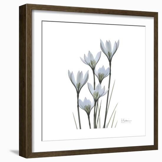 White Rain Lily 3-Albert Koetsier-Framed Premium Giclee Print