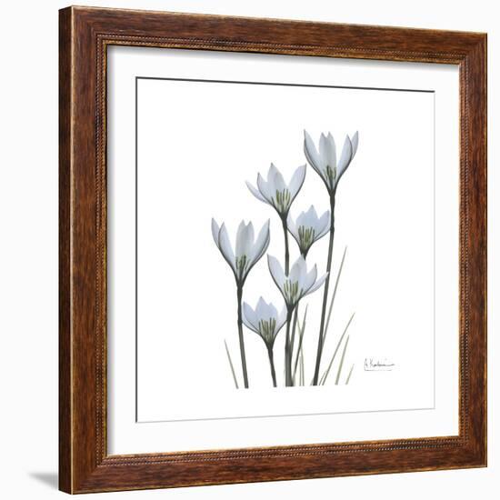 White Rain Lily 3-Albert Koetsier-Framed Premium Giclee Print