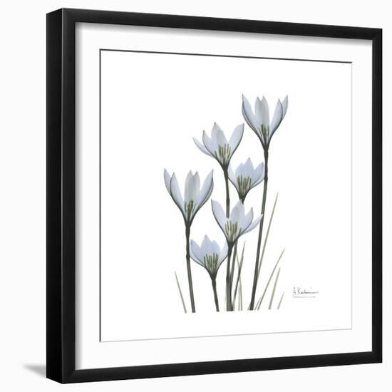 White Rain Lily 3-Albert Koetsier-Framed Premium Giclee Print