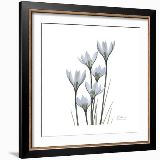 White Rain Lily 3-Albert Koetsier-Framed Premium Giclee Print