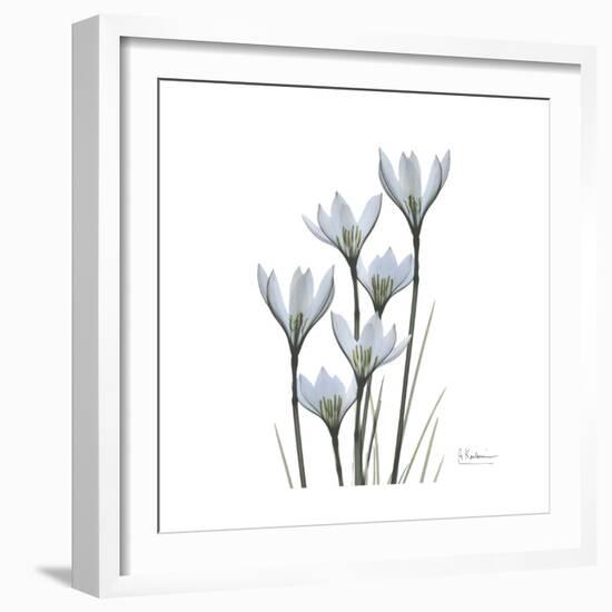 White Rain Lily 3-Albert Koetsier-Framed Premium Giclee Print