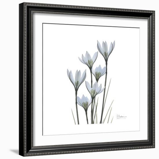 White Rain Lily 3-Albert Koetsier-Framed Premium Giclee Print