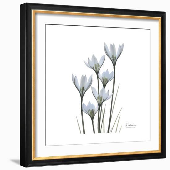 White Rain Lily 3-Albert Koetsier-Framed Premium Giclee Print