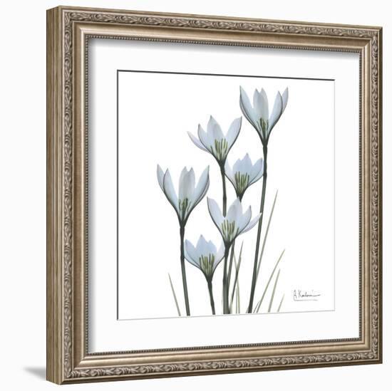 White Rain Lily III-Albert Koetsier-Framed Art Print