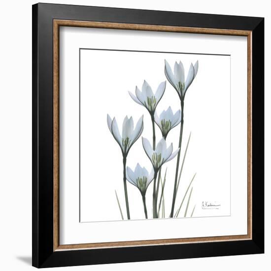 White Rain Lily III-Albert Koetsier-Framed Art Print