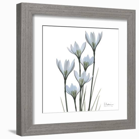 White Rain Lily III-Albert Koetsier-Framed Art Print