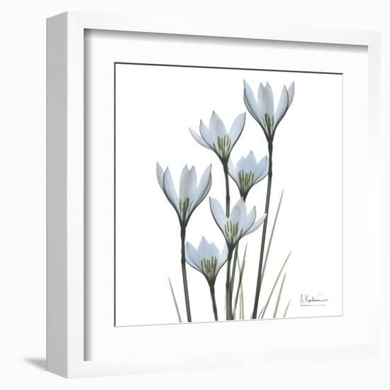 White Rain Lily III-Albert Koetsier-Framed Art Print