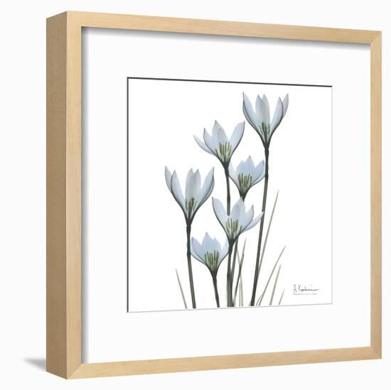 White Rain Lily III-Albert Koetsier-Framed Art Print