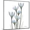 White Rain Lily III-Albert Koetsier-Mounted Art Print