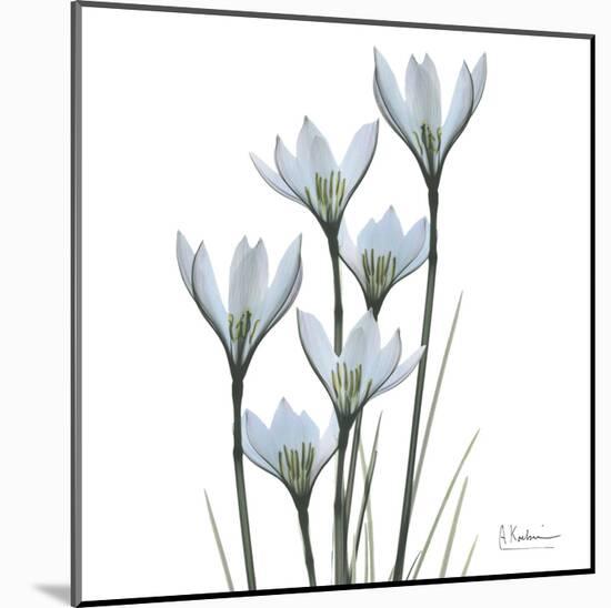 White Rain Lily III-Albert Koetsier-Mounted Art Print