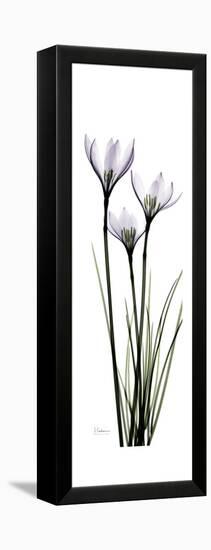 White Rain Lily-Albert Koetsier-Framed Stretched Canvas