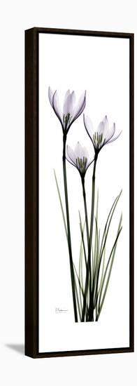 White Rain Lily-Albert Koetsier-Framed Stretched Canvas