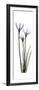 White Rain Lily-Albert Koetsier-Framed Premium Giclee Print