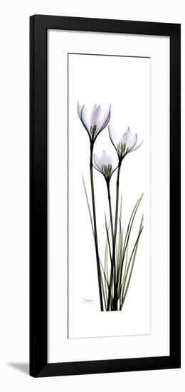 White Rain Lily-Albert Koetsier-Framed Premium Giclee Print