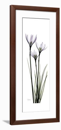 White Rain Lily-Albert Koetsier-Framed Premium Giclee Print