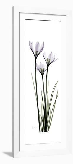 White Rain Lily-Albert Koetsier-Framed Premium Giclee Print