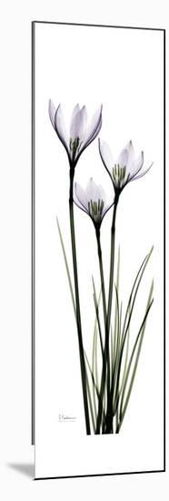 White Rain Lily-Albert Koetsier-Mounted Premium Giclee Print