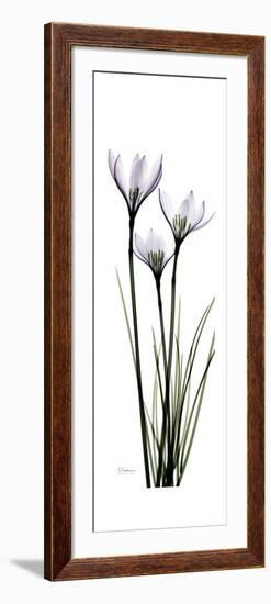 White Rain Lily-Albert Koetsier-Framed Premium Giclee Print