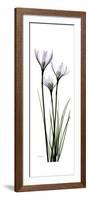 White Rain Lily-Albert Koetsier-Framed Premium Giclee Print