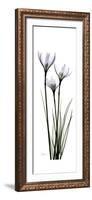 White Rain Lily-Albert Koetsier-Framed Premium Giclee Print