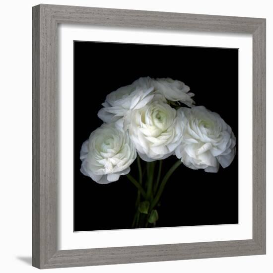 White Ranunculus Bouquet-Magda Indigo-Framed Photographic Print