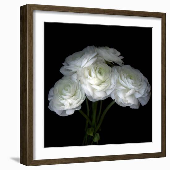 White Ranunculus Bouquet-Magda Indigo-Framed Photographic Print