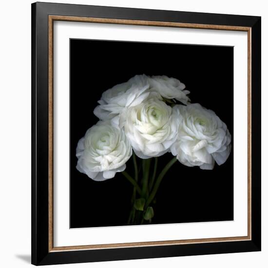 White Ranunculus Bouquet-Magda Indigo-Framed Photographic Print