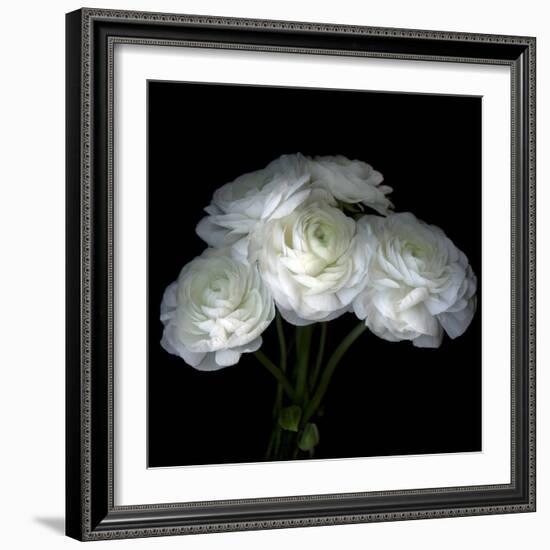 White Ranunculus Bouquet-Magda Indigo-Framed Photographic Print