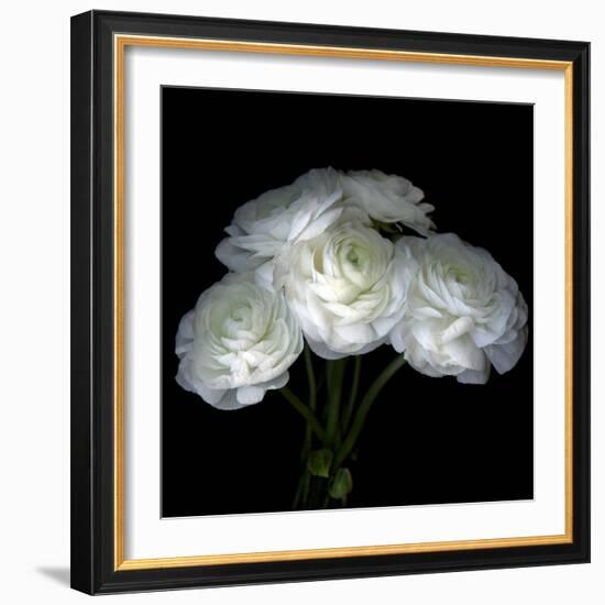 White Ranunculus Bouquet-Magda Indigo-Framed Photographic Print