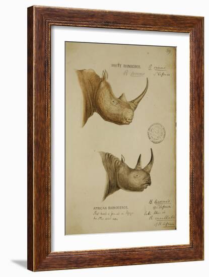 White Rhino and African Rhino, C.1860-John Hanning Speke-Framed Giclee Print