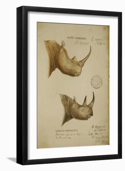 White Rhino and African Rhino, C.1860-John Hanning Speke-Framed Giclee Print