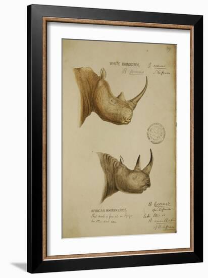 White Rhino and African Rhino, C.1860-John Hanning Speke-Framed Giclee Print