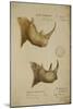White Rhino and African Rhino, C.1860-John Hanning Speke-Mounted Giclee Print
