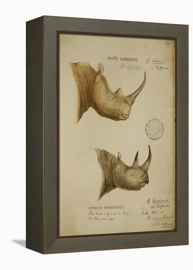 White Rhino and African Rhino, C.1860-John Hanning Speke-Framed Premier Image Canvas