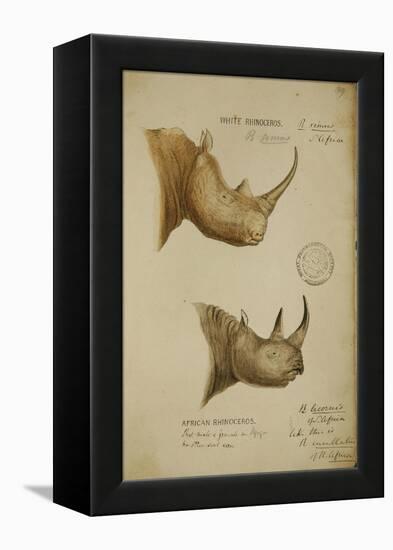 White Rhino and African Rhino, C.1860-John Hanning Speke-Framed Premier Image Canvas