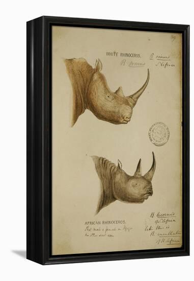 White Rhino and African Rhino, C.1860-John Hanning Speke-Framed Premier Image Canvas