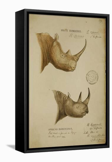 White Rhino and African Rhino, C.1860-John Hanning Speke-Framed Premier Image Canvas