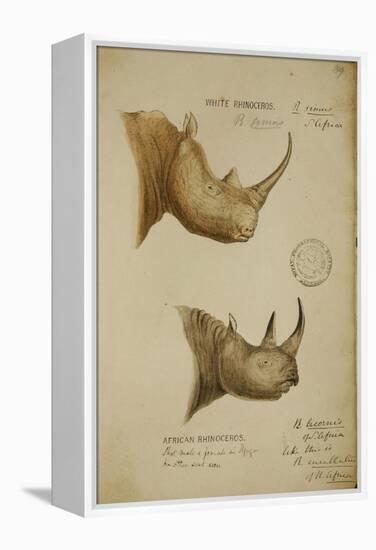 White Rhino and African Rhino, C.1860-John Hanning Speke-Framed Premier Image Canvas