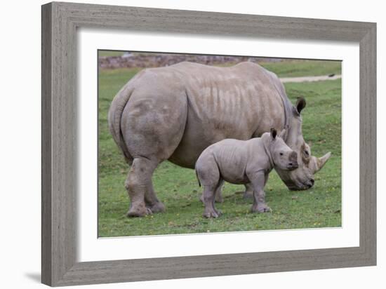 White Rhino and Baby-Lantern Press-Framed Art Print